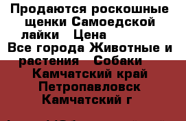 Продаются роскошные щенки Самоедской лайки › Цена ­ 40 000 - Все города Животные и растения » Собаки   . Камчатский край,Петропавловск-Камчатский г.